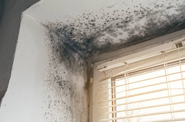 Affordable Attic Mold Remediation solutions in Ashland, OR